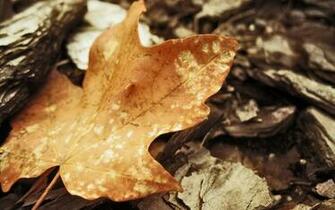 Large Screen Desktop Wallpaper Autumn Maple Leaves Definition
