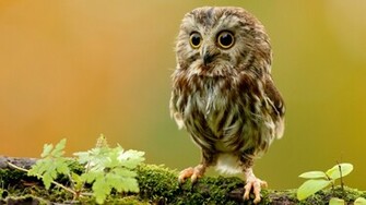 Owl Wallpaper Resolution