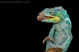 Panther Chameleon Wallpaper