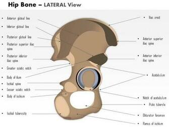 Style Medical Musculoskeletal Piece Powerpoint