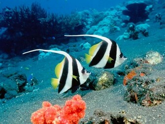 Beautiful Wallpaper Fish