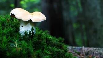 Mushroom Wallpaper For Desktop