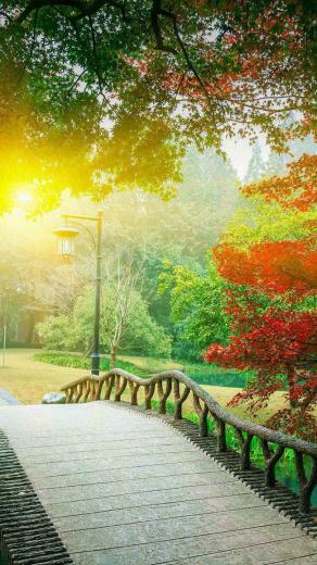 HD Romantic Afternoon Park Background Studio Image