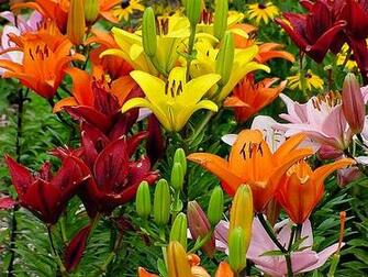 Fall Flowers