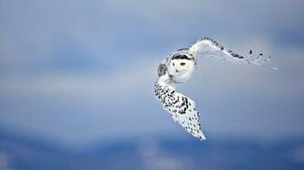 Snowy Owl Wallpaper