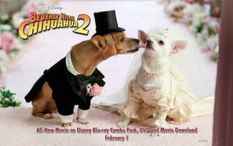Beverly Hills Chihuahua Wallpaper