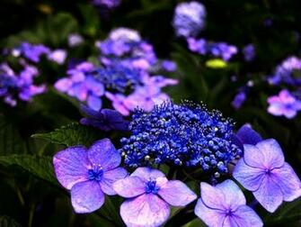 Wallpaper 12 Definition Widescreen Lcd Desktop
