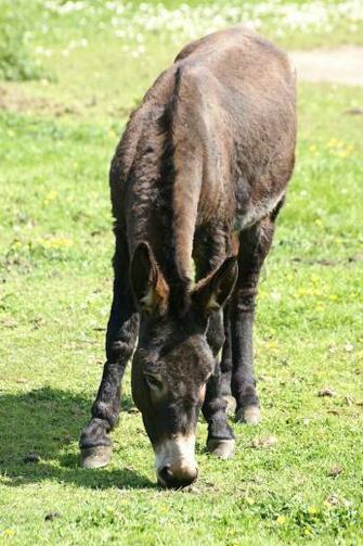 Donkey Photos Wallpaper Desktop Background