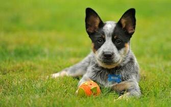 Beautiful Blue Heeler Pup HD Wallpaper Background Image