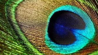 Peacock Feathers Wallpaper Live HD Hq Pictures Image