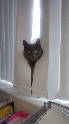 Here S Angel Cat Version Of The Shining Cute Cats