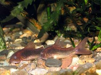 Freshwater Fish Wallpaper HD In Animals Imageci