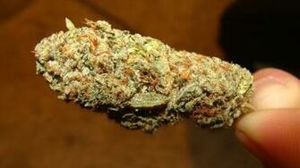 D Couvrez Une Galerie Image Pour Votre Recherche Rolex Kush