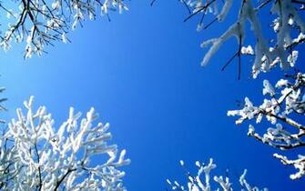 Winter Flower Background Px HDwallsource