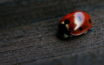 Ladybug Wallpaper