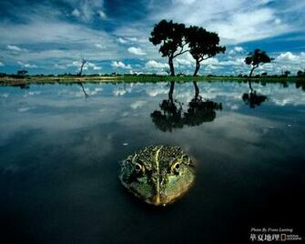 Wildlife National Geographic Best Animal Wllpapers