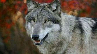 Wolf Wallpaper A4 HD Desktop 4k