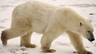 Polar Bear Wallpaper