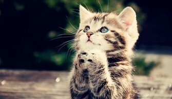 Very Funny Cat Photos Cool Wallpaper