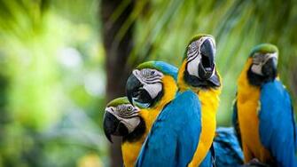 Macaw Parrots 4k Ultra HD Wallpaper Net