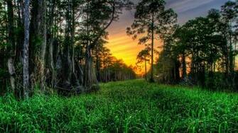 Cypress Forest Wetlands Sunset Wallpaper