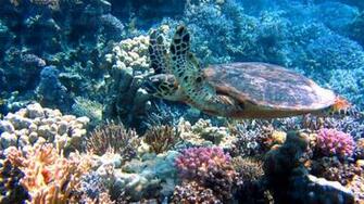 Subliminal Inspiration Wallpaper Sea Turtle By Briana Blair Is