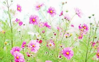 Wallpaper Wildflowers