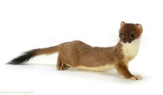 Stoat Photo Wp12078