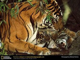 Wallpaper Bengal Tiger
