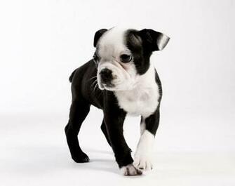 Boston Terrier Wallpaper HD Inn