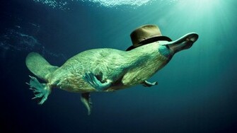 Ing Animals Platypus With Hat Wallpaper Jpg