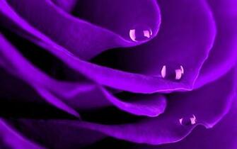 Large Flower Macro Photography Wallpaper Desktop
