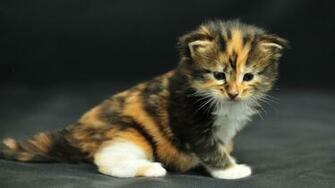 Lol Cat Wallpaper Image