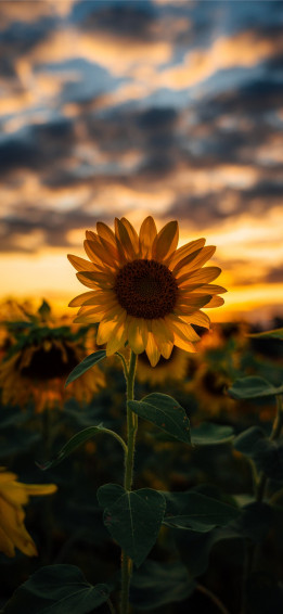 Best Sunflower iPhone HD Wallpaper