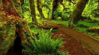 Wallpaper Hoh Rainforest X HDtv 1080p Desktop