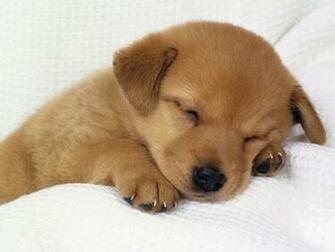 Cute Funny Puppies Photos Background Wallpaper Hits All