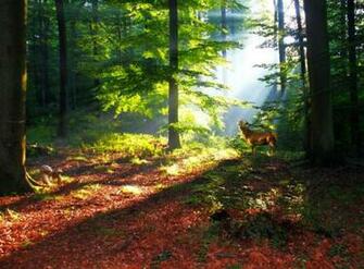 Beautiful Nature Image Animals Wallpaper Photos