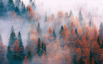 Top Fall Photoshoot Ideas In Nature Desktop Wallpaper