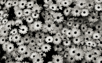 Black And White Flowers Wallpaper Image