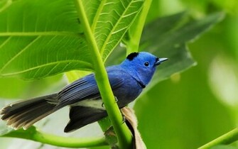 Bird Wallpaper Awesome Blue Watching