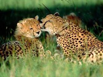 Animal Wallpaper Little Cheetah Fun Animals Wiki Videos