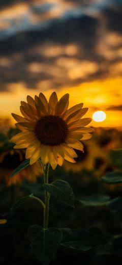 Sunflower Wallpaper iPhone X Background For