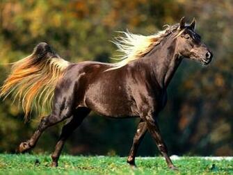 American Saddlebred Horse Screensavers