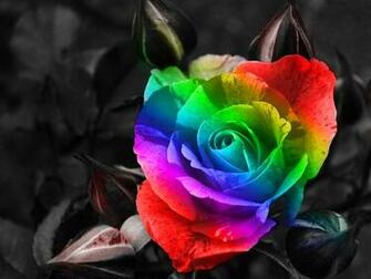 The Rainbow Rose Is Available With Different Colour Combinations