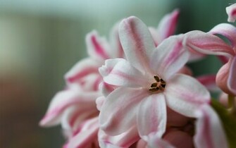 Pink Hyacinth Wallpaper