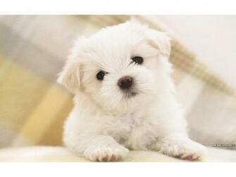 Golden Retriever Maltese Puppy Wallpaper In Resolution