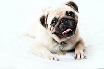 Pug Face Happy Look Puppy HD Wallpaper