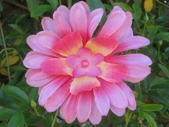 Large Flower Image HD Wallpaper Pretty