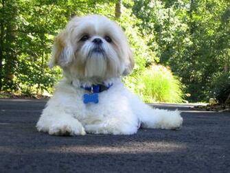 Shih Tzu Dog Wallpaper