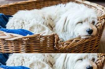 Sleeping Dogs Wallpaper Android Apps On Google Play